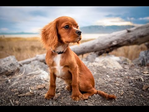 Funny Animals || Cute And Funny Dog video compilation #26 || Fx Aqib Ali