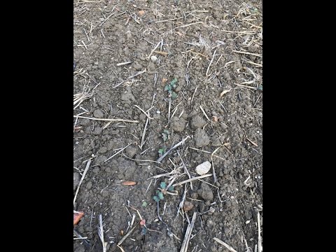 109. Feldexkursion: Getreide und Raps sterben ab. Warum? - NU-Agrar, 11.10.2018