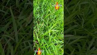 Download lagu Rumputnya Melimpah tapi Sayang Marmut kurang Suka mp3