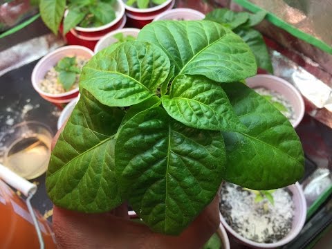 2017 Super Hot Peppers Growing Season - Ep. 03 - Transplanting Soon