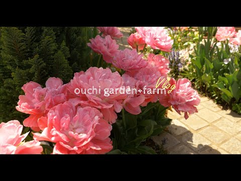 園芸 ロックチューリップ、ペルシャチューリップ、ラディッシュチューリップ