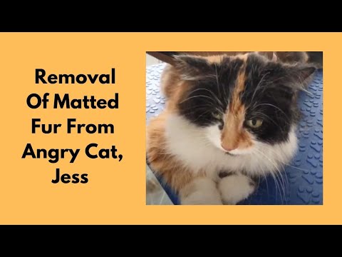 Removal Of Matted Fur From Angry Cat, Jess