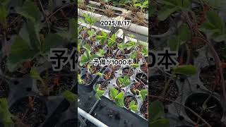 2025年8月17日#いちご #農業 #植物