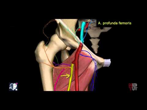 Lower Extremity - Arteries - Thigh - 3D