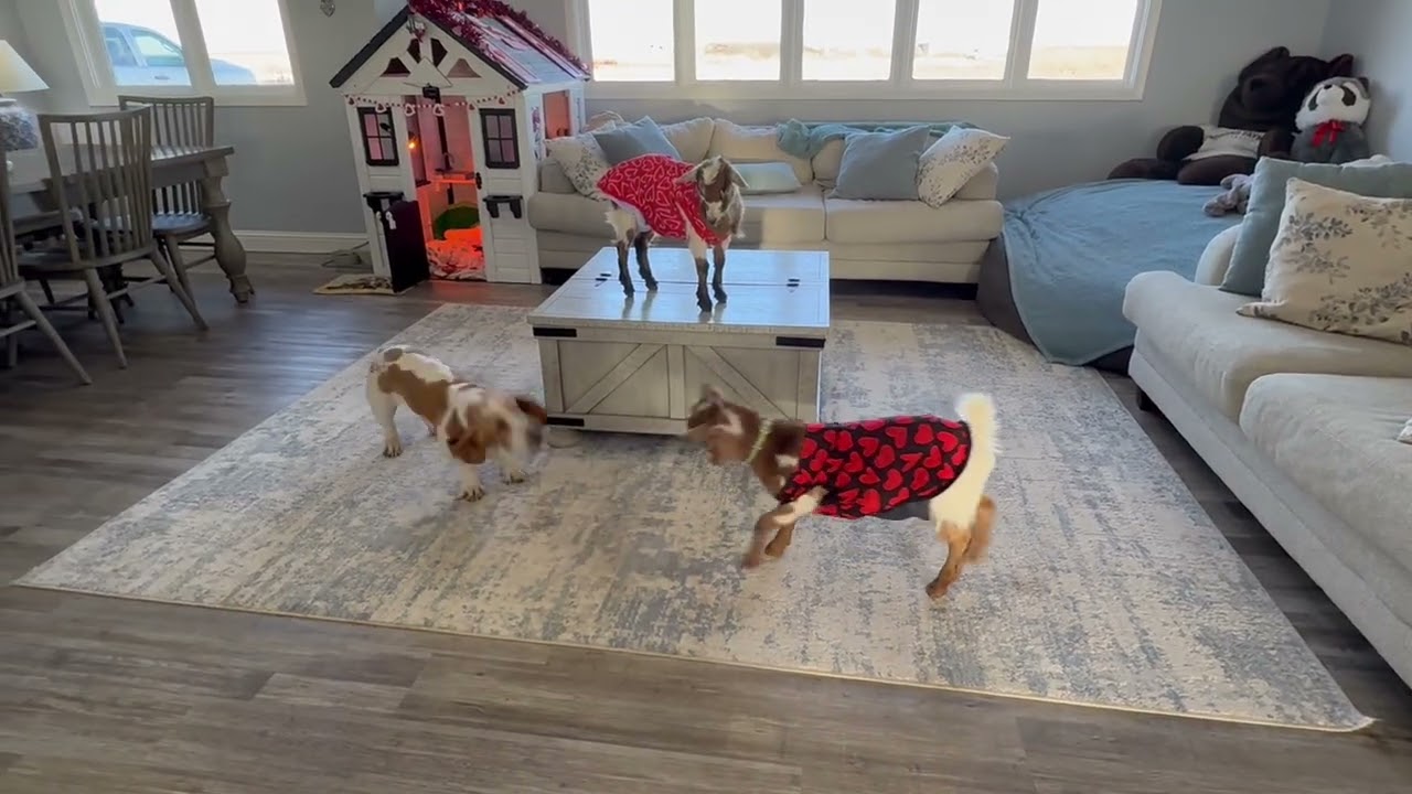 Playful Goats And Basset Hound Friend || ViralHog