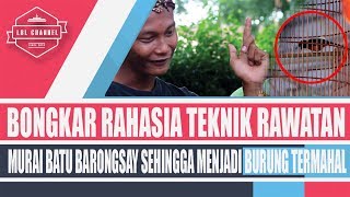 Download lagu TRIK JITU MERAWAT MURAI BATU  !!! NGECUN Nyata BARONGSAY BONGKAR Isian Di GALAMEDIA CUP 2018 mp3