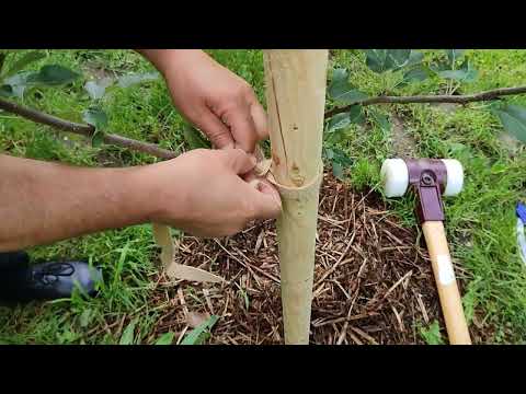 Bäume richtig anbinden