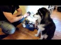Alaskan Malamute Gets A Blow Dry