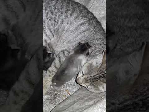 Lohit girl video my cats 😘😘😘