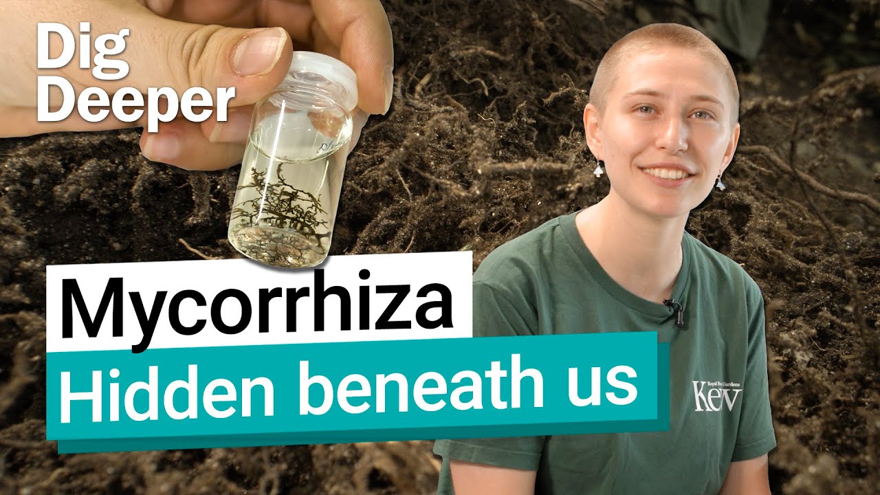 What is mycorrhizal fungi? | Dig Deeper episode 13