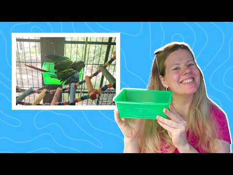 I don't have a chicken, but my CONURE loves this for his bird bath! #birdhack #review