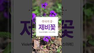 오늘의 꽃: 제비꽃 (スミレ)