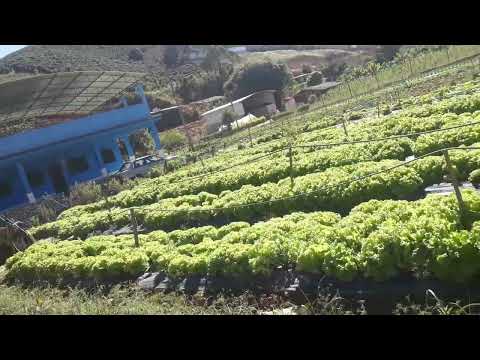 Plantação verdura de folhas aqui interior Minas Gerais Rio Preto Santa Luzia Córrego Do Sabino