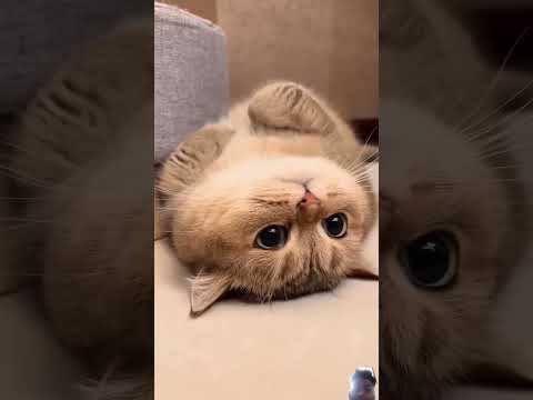 cats funny momoments#shorts