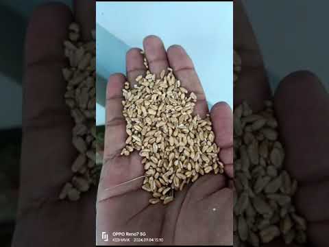 Multigrain Seed Cleaning Machine