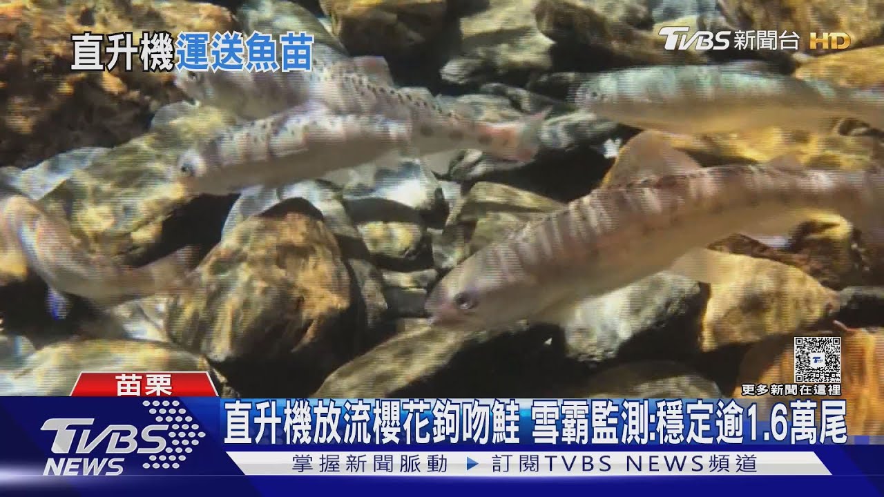 直升機空運國寶魚至高山棲息地!櫻花鉤吻鮭數量穩定達1.6萬尾