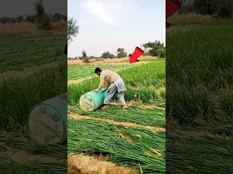 Why are farmers suppressing Onion plants?