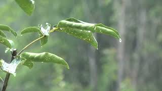 Chuva Aconchegante 🌧 Som Relaxante para Dormir Bem e Descansar 🌧 ASMR