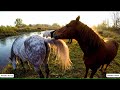 Wild Horse Mating At Natural Riverside