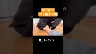 撫でられたい🐈‍⬛ #黒猫 #猫 #猫動画