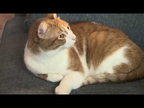 I compare my cat to a celebrity beaver 