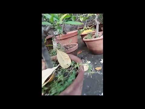 Night-flowering jasmine...Shiuli flower.