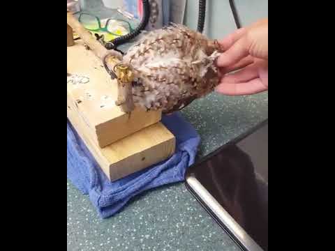 フクロウはどこで寝ますか?