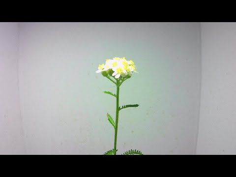 園芸 ノコギリソウ