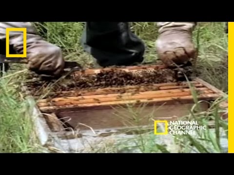 Killer Bees | National Geographic