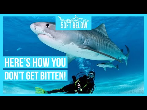 Safely Scuba Dive With Sharks | 5 Rules to Stay Safe!