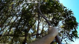 Walk of Shame - AXN Tree Retrieval