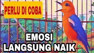 Download lagu kicauan nya DAHSYAT bikin naik pitam burung ANIS MERAH lain mp3