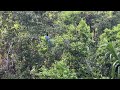 Exploring Mexico S Authentic Birds A Journey Into Avian Wonders Bird Birdslover Birdwatching