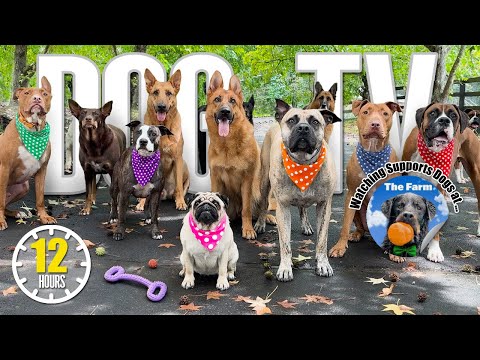 Doggy Daycare Dog TV - Entertaining Dog Videos for Dogs To Watch - Dog Bark Squeak Toy Nature Sounds