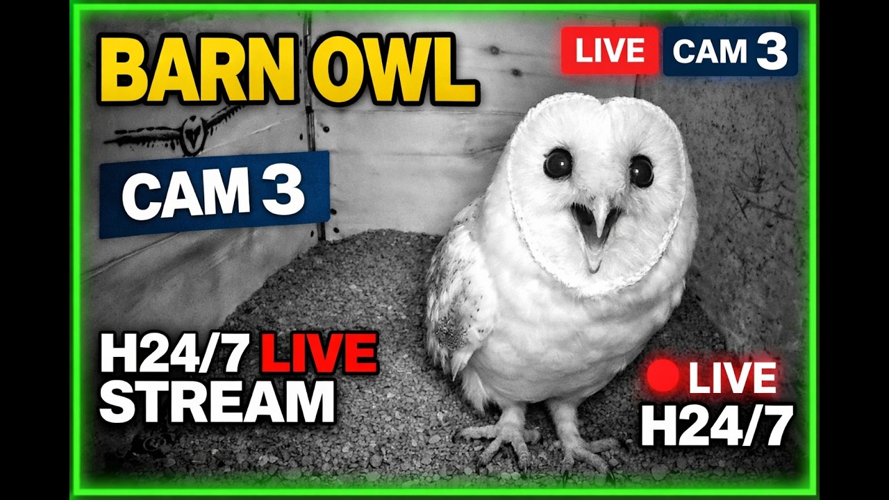 Live webcam view of Barn Owl Nest Box Corner Cam