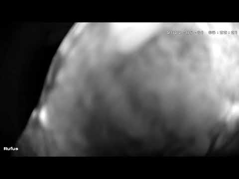 Rufus the Screech Owl Rips Camera Down