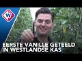 Wereldprimeur: eerste vanille geteeld in Westlandse kas - OMROEP WEST