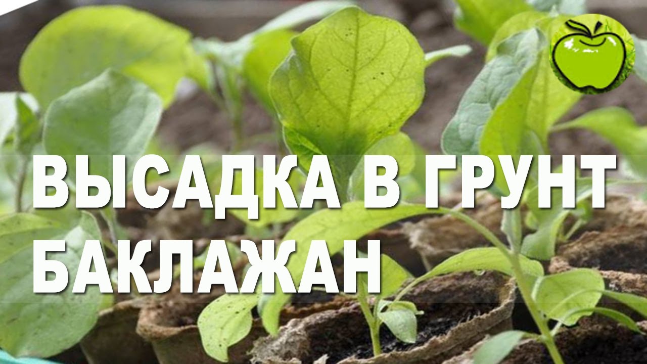 Схема посадки баклажан для начинающих: проще некуда! Как посадить баклажаны в теплицу