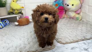 ティーカッププードルの動画01