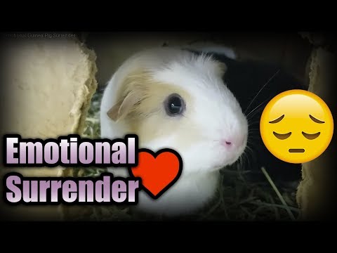 YouTube video about: Where can I surrender guinea pigs?