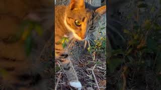 Download lagu November 6, 2022 mp3