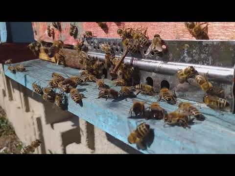 PCELARSTVO 2021. SUPER KRETANJE NA MOJEM PČELARU