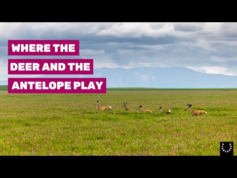 Sainfoin | A Grower's Point Of View