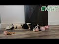 Mini Bernedoodle dogs for sale: Sugar - Video 1