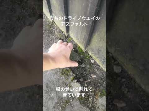 隣人からの好奇の目から守るために、どのバルコニーのプライバシースクリーンを植えるべきですか?メンテナンスなしで 7 種…またはほぼメンテナンスなし  庭園