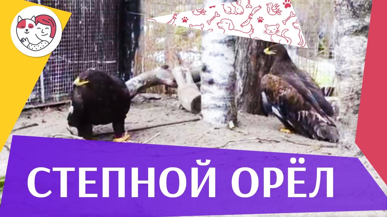 Степной орёл Распространение на ilikepet