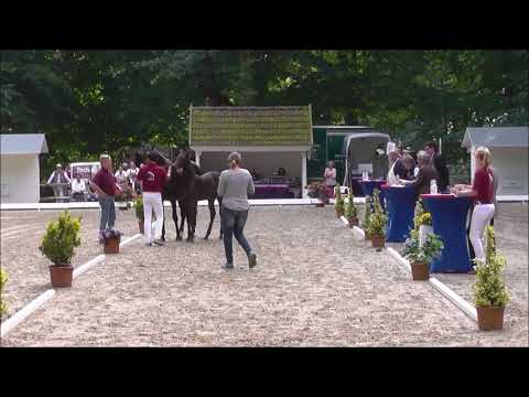 Iduna vom Voglgut - R+V Fohlenchampionat Bad Segeberg 2016