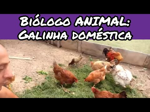 , title : 'Biólogo ANIMAL: Galinha doméstica'