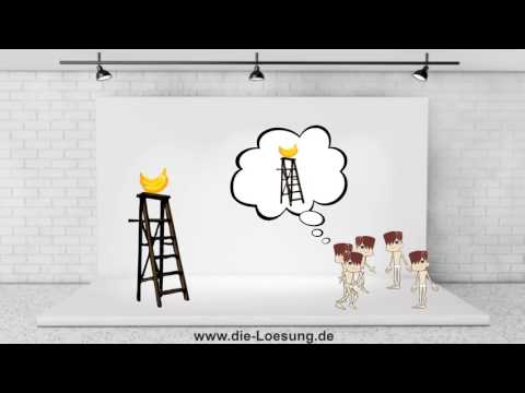 5 Affen Experiment des Soziologen Harry Harlow & Team