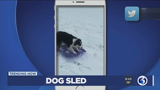 TRENDING NOW: Sledding dog, 49ers support dog, Gene Simmons dance, Elvis chauffeur